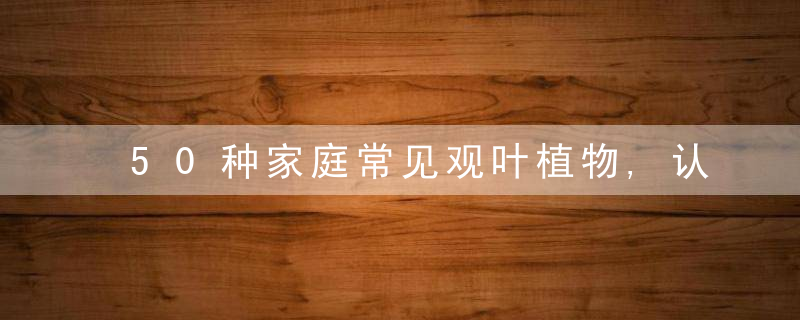 50种家庭常见观叶植物,认识一半就是养花达人,看看你