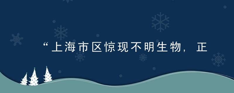“上海市区惊现不明生物,正在过马路”原来是豪猪
