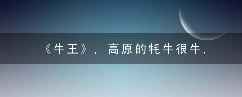 《牛王》,高原的牦牛很牛,和牛有关的这些人这些事更牛