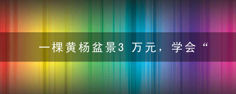 一棵黄杨盆景3万元，学会“养放做”三字诀，轻松养出高价盆景