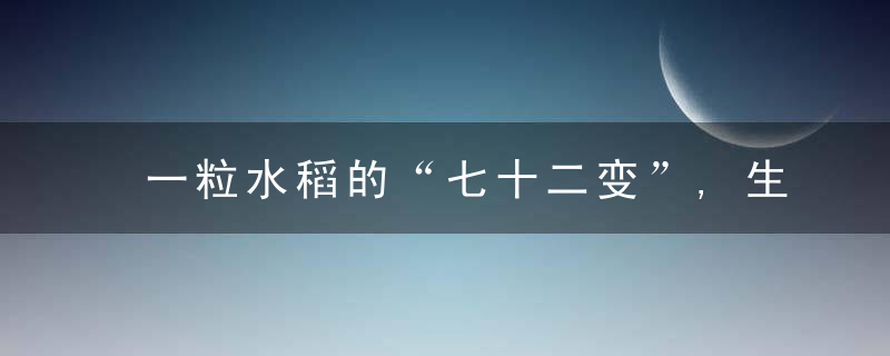 一粒水稻的“七十二变”,生产大米,燃烧发电,制造轮胎