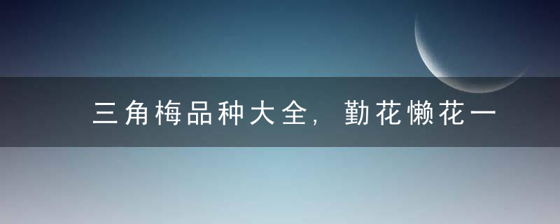 三角梅品种大全,勤花懒花一目了然,总有几种能让你怦然