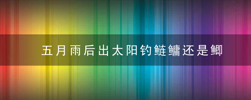 五月雨后出太阳钓鲢鳙还是鲫鱼 五月雨后出太阳钓鲢鳙还是鲫鱼好