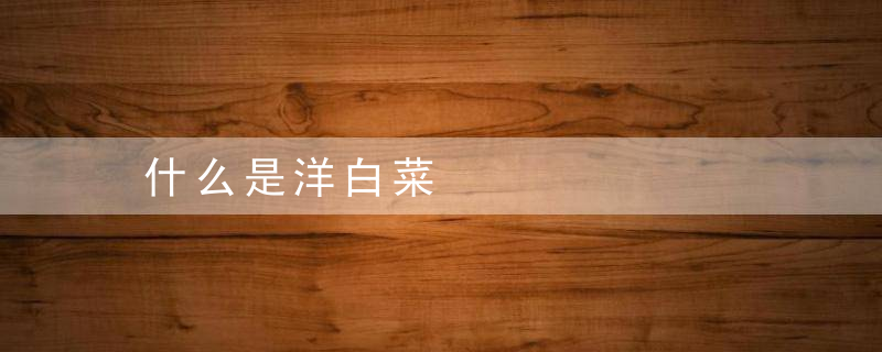 什么是洋白菜