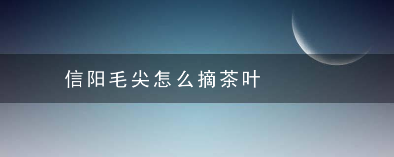 信阳毛尖怎么摘茶叶