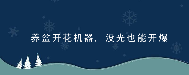 养盆开花机器,没光也能开爆盆,越养越上瘾