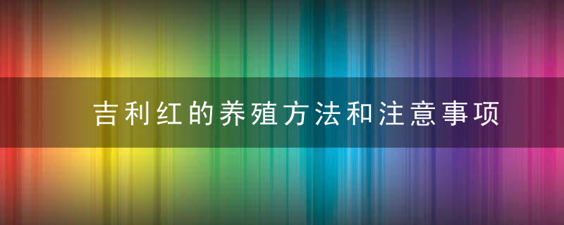 吉利红的养殖方法和注意事项 吉利红正确养殖方法和禁忌介绍