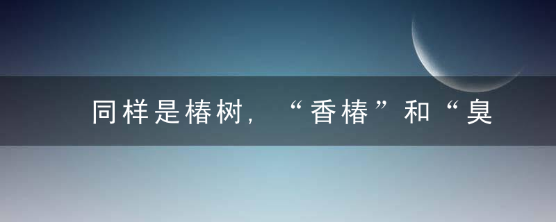 同样是椿树,“香椿”和“臭椿”有什么区别味道差距大