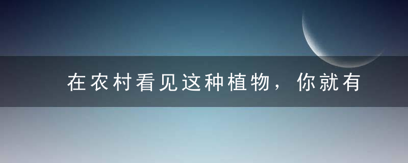 在农村看见这种植物，你就有口福了，还有多种疗效