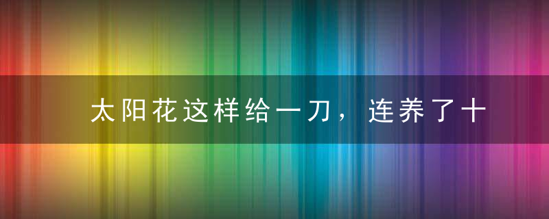 太阳花这样给一刀，连养了十年太阳花的邻居都看呆了