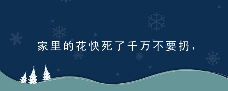 家里的花快死了千万不要扔，喂点维生素立马就活过来！越长越旺盛