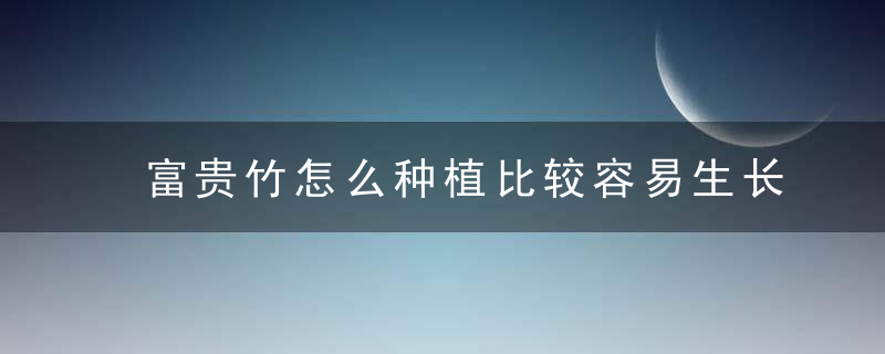 富贵竹怎么种植比较容易生长 如何把富贵竹养好