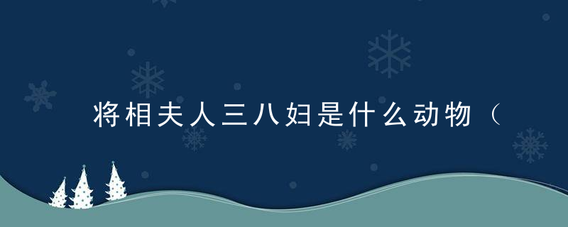 将相夫人三八妇是什么动物（打一生肖动物）捷深圳新闻疫情防控