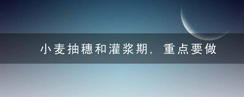 小麦抽穗和灌浆期,重点要做什么做好这四点,助你增产