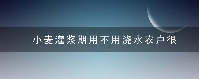 小麦灌浆期用不用浇水农户很容易出错,合理浇水才能增