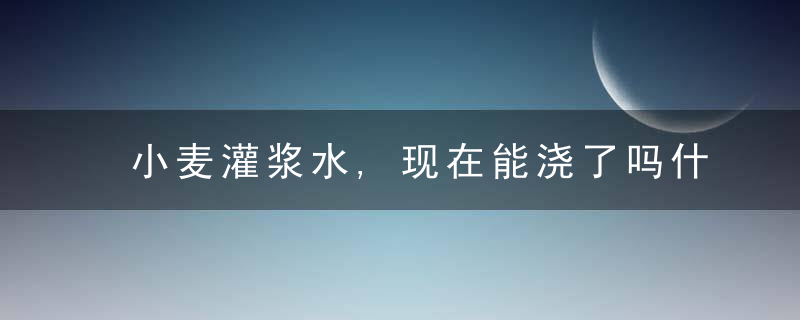 小麦灌浆水,现在能浇了吗什么时候浇把握住时间点为