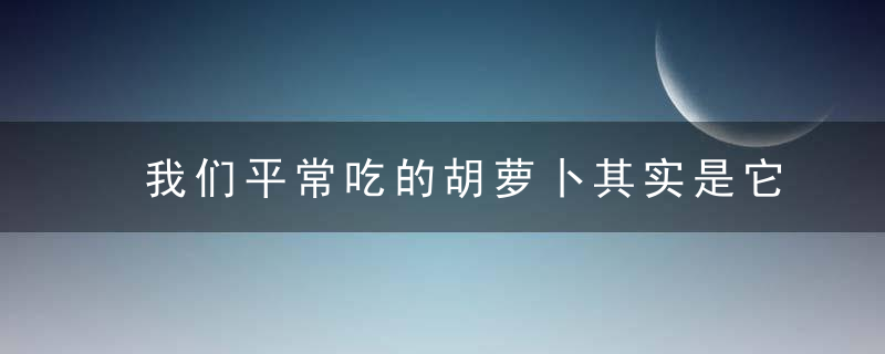 我们平常吃的胡萝卜其实是它的?