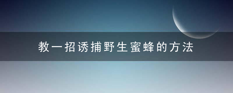 教一招诱捕野生蜜蜂的方法