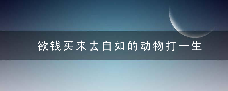 欲钱买来去自如的动物打一生肖是什么生肖揭晓谜底