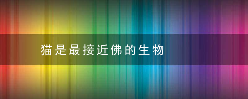 猫是最接近佛的生物