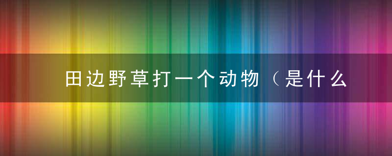 田边野草打一个动物（是什么生肖）答晓解释3月深圳新闻防控疫情