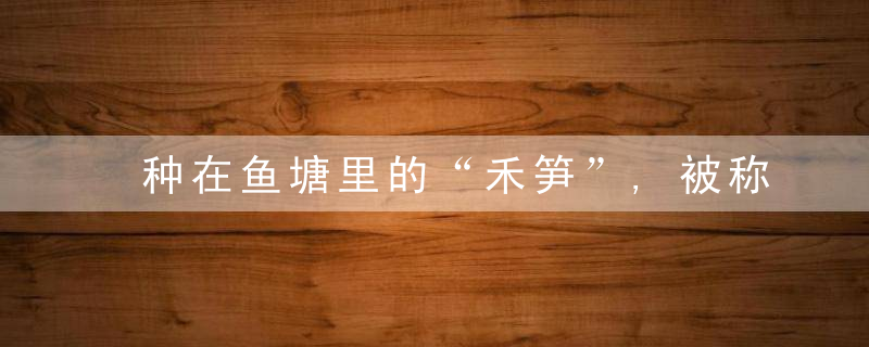 种在鱼塘里的“禾笋”,被称为江南三大名菜之一