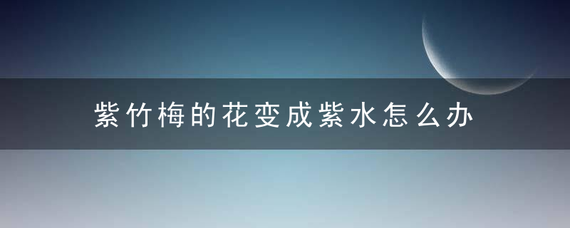紫竹梅的花变成紫水怎么办