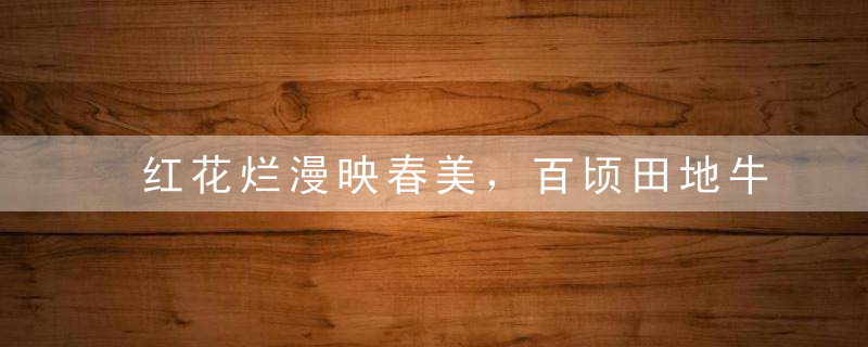 红花烂漫映春美，百顷田地牛耕耘打一生肖谜底是什么动物