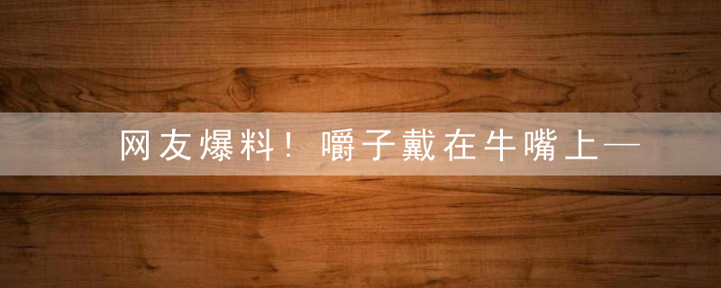 网友爆料!嚼子戴在牛嘴上——胡勒;打一生肖是什么生肖