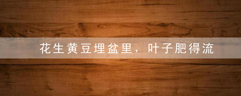 花生黄豆埋盆里，叶子肥得流油，根粗得像萝卜！
