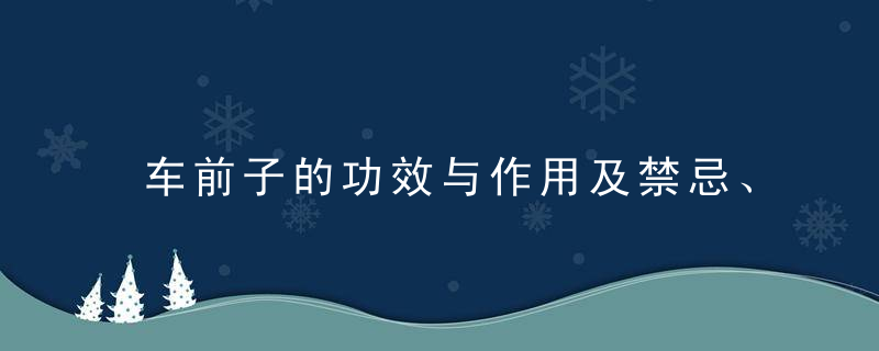 车前子的功效与作用及禁忌、适用人群
