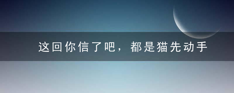 这回你信了吧，都是猫先动手的！