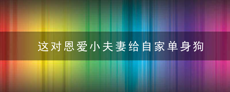 这对恩爱小夫妻给自家单身狗找了一只喵后，一喵一狗居然真的不离不弃了...