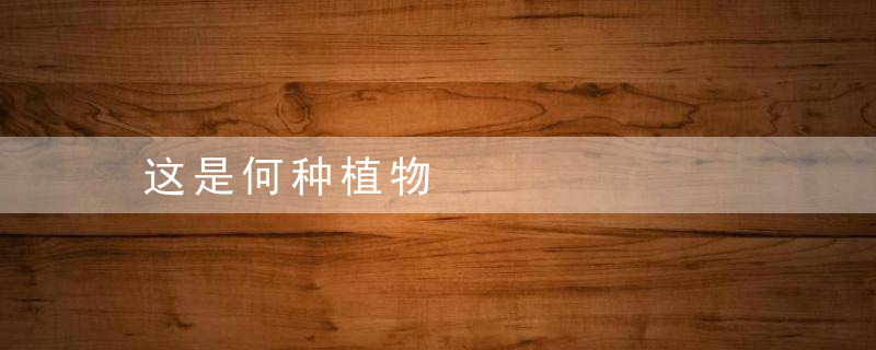 这是何种植物