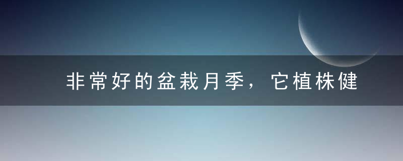 非常好的盆栽月季，它植株健壮，长势强盛，抗病性强，越开花越美