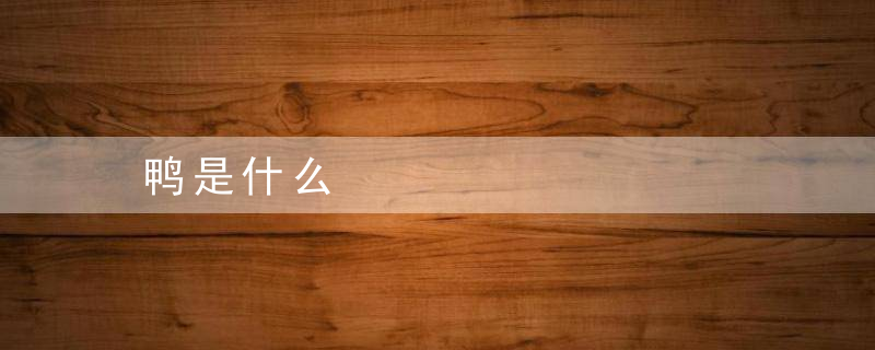 鸭是什么