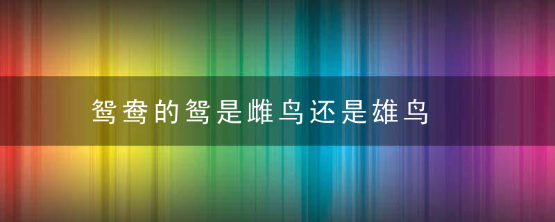 鸳鸯的鸳是雌鸟还是雄鸟