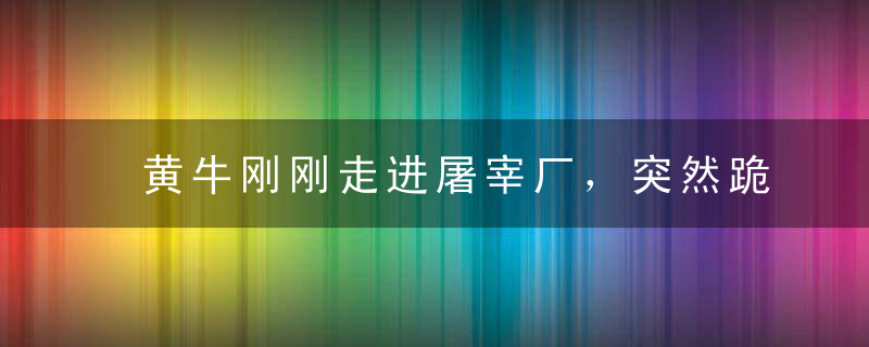 黄牛刚刚走进屠宰厂，突然跪地哭泣，翻开黄牛肚子，屠夫再不杀牛