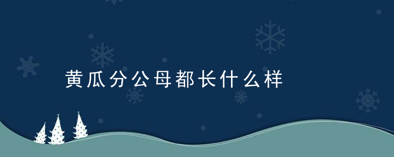 黄瓜分公母都长什么样